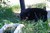 Offspring H